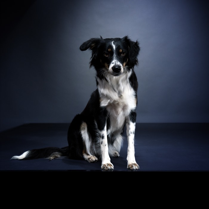 Laika Bordercollie mischling posiert im Tierfotostudio auf dunklem hintergrund